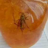 سنگ کهربا