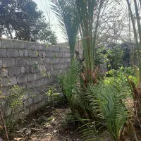 نخل|گل و گیاه طبیعی|رودبنه, |دیوار