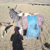خر خوب واسه گله