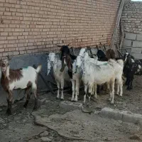 بز پاکستانی چندقلوزا درشت