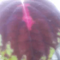 چیدن