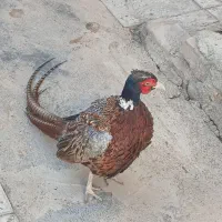 بلدرچین|پرنده|همدان, |دیوار