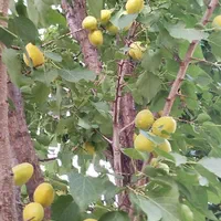 فروش باغ در جعفر آباد .چشمه کبود|فروش خانه و ویلا|سیوان, |دیوار