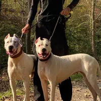 واگزاری توله دوگو ارژانتینو