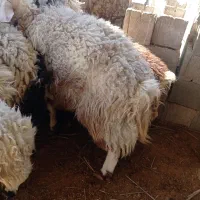 بره نر تخت|حیوانات مزرعه|فورگ, |دیوار