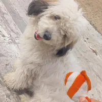 سگ خونگی فروشی فوری