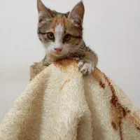 گمشده|حیوانات|مشهد, نوغان|دیوار