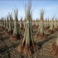 فروش نهال بادام صنوبر چنار گردو در نهالستان