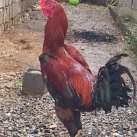 خروس مرغ لاری ....
