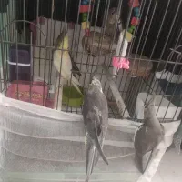 عروس هلندی اهلی