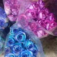گل رز|گل و گیاه طبیعی|بوشهر, |دیوار