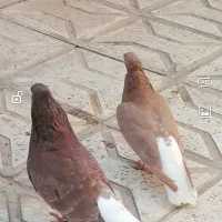 بک جفت دم سفید فوق العاده