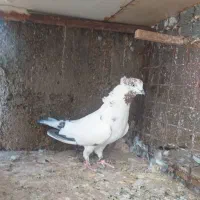 کفتر پرشی و خوب|پرنده|ساوه, |دیوار
