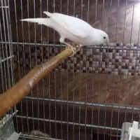 عروس هلندی سخنگو مولد با جوجه قناری نر بخون|پرنده|تهران, جوادیه|دیوار