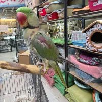 شاه طوطی نر بالغ دستی|پرنده|کرج, فاز ۳ گوهردشت|دیوار