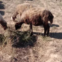 گوسفند جوان داشتی