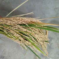 برنج هاشمی درجه ۱|عمده‌فروشی|تبریز, |دیوار