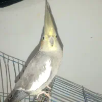 عروس ماده معاوضه
