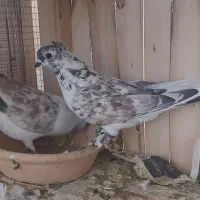 بوربوری دم سفید وشازده زرد کاکلی چکمه ای|پرنده|قم, کاسه گران|دیوار