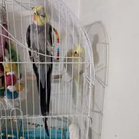 جفت عروس طوطی|پرنده|محمدیه-قزوین, |دیوار