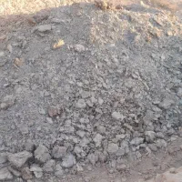 جوجه بلدرچین|حیوانات مزرعه|گزیک, |دیوار