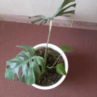 گل برگ انجیری