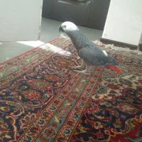 ...کاسکوسخن گو.ماه من