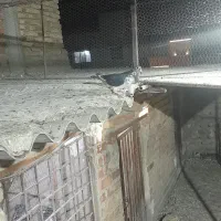 یه سرور دم سفید آس ماده و دو عدد آلمانی|پرنده|گنبد کاووس, |دیوار