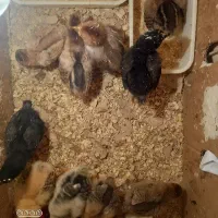 ساخت دستگاه جوجه‌کشی نیمه‌اتومات و تمام‌اتومات