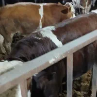 گوساله سیمینتال پروار شده تعداد ۴۰ راس