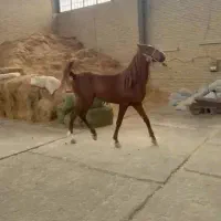 کره اسب نریان درجه یک