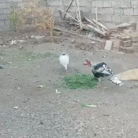 یک جفت بوقلمون