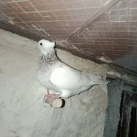 کبوتر طوقی دمبی سینه ای|پرنده|سپیدان, |دیوار