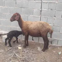 اول شکم بره نر شیرمست