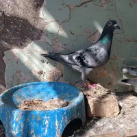 کبوتر دورگ|پرنده|کرخه, |دیوار