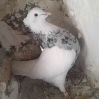 طوقی درجه یک