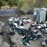 مرغابی ترکی اصل نر وماده|حیوانات مزرعه|سردشت, |دیوار