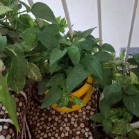 گل وگیاه آپارتمانی|گل و گیاه طبیعی|سمنان, |دیوار