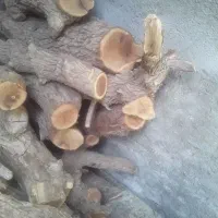 خرید چوب وتنه انواع درختان با بالاترین قیمت