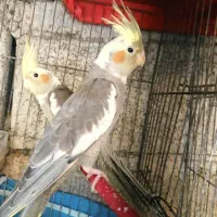 طوطی عروس|پرنده|آستانه اشرفیه, |دیوار