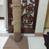 اسکرچر گربه