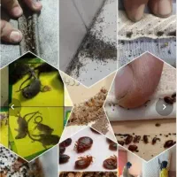 سم پاشی اصفهان.. تخصصی 100/موریانه