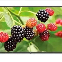 تلویزیون پنجاه الجی