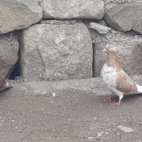 کبوتر|پرنده|آبش احمد, |دیوار