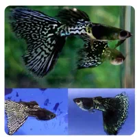 گوپی بلک متال