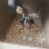 لانه عروس هلندی