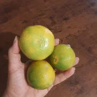 فروش پرتعال کاراکارا انشو وپیج|خوردنی و آشامیدنی|پایین هولار, |دیوار