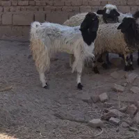 بزدوقلویی|حیوانات مزرعه|بم, |دیوار