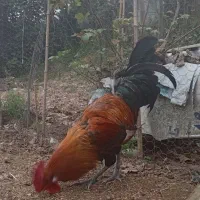 خروس جوان|حیوانات مزرعه|عباسآباد, |دیوار