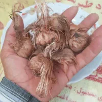 بذر زعفران وامنان